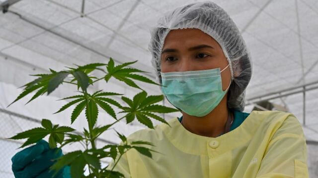 A staff holds a cannabis plants at the Government Pharmaceuticals Organisation (GPO) medicinal marijuana greenhouse outside Chon Buri, south of Bangkok on October 8, 2020\u002E (Photo by Mladen ANTONOV / AFP)