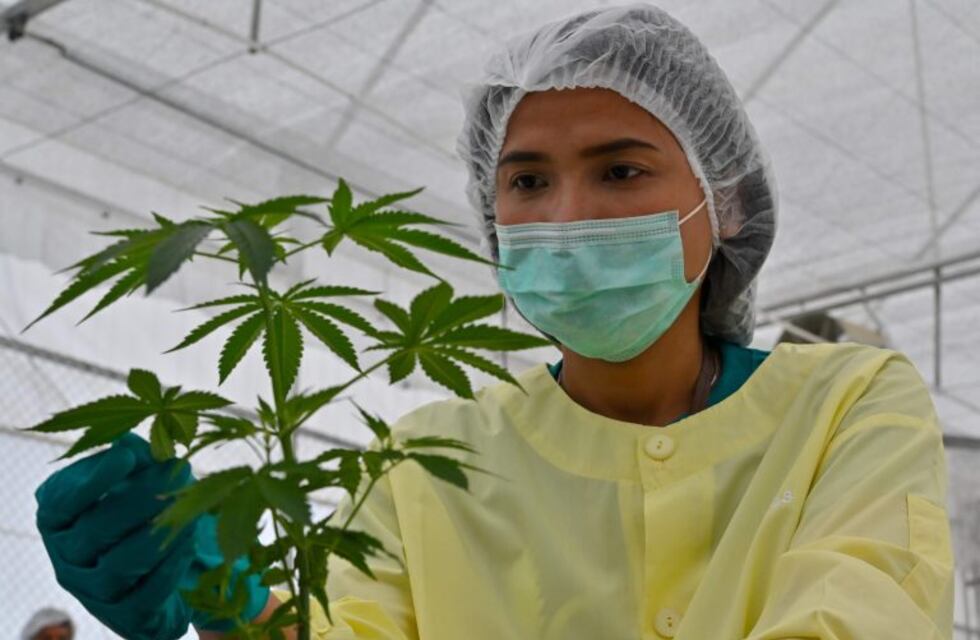 Daniel Medina recordó que hace un año se aprobó la ordenanza sobre Cannabis Terapéutico