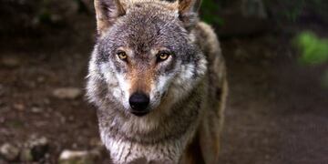 Reto viral: encontrar los lobos escondidos entre las ovejas (Web)