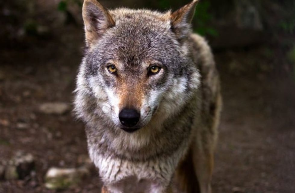 Un reto de nivel Dios: halla los 6 lobos camuflados de ovejas en este viral