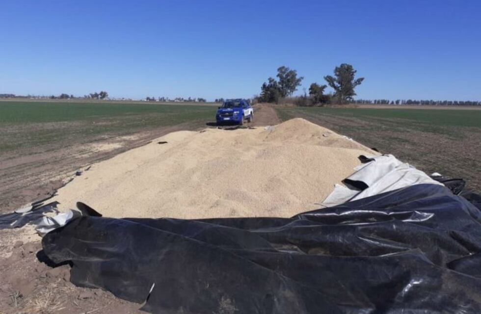Vandalismo en el campo: rompieron un silobolsa en Leones para robar soja