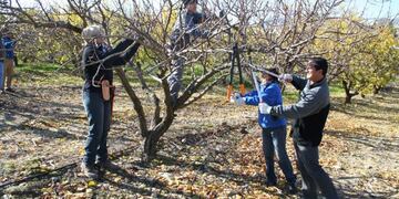 Escuela de la Guevarina organiza el tradicional concurso de poda