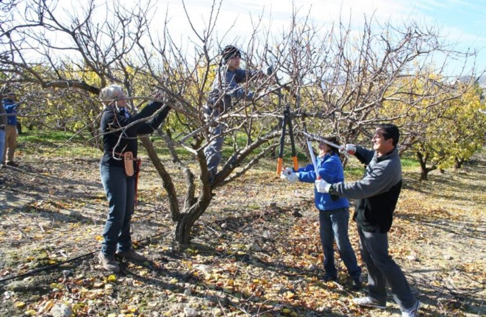Realizarán jornada para aprender sobre poda de frutales en Salsipuedes