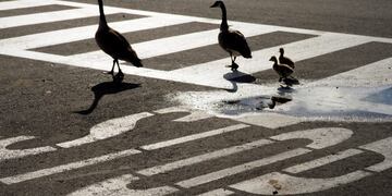 Un ganso difícil de atrapar en Comodoro