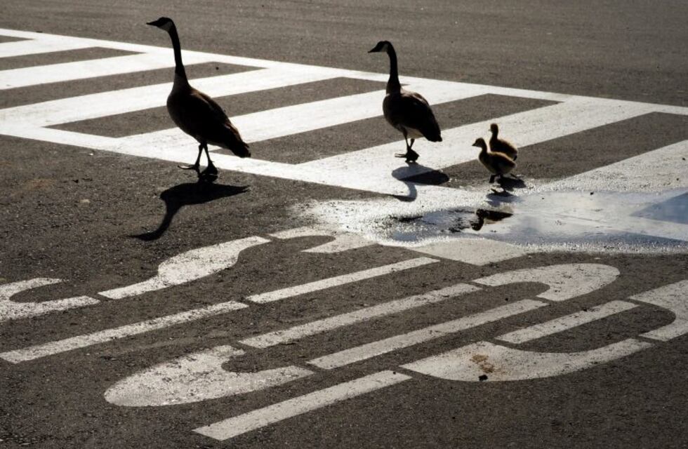 Un ganso difícil de atrapar en Comodoro