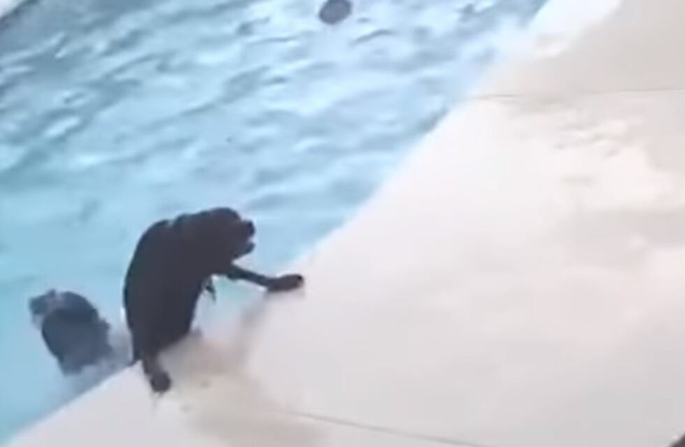 El perro héroe que salvó a su mejor amigo de ahogarse en una pileta
