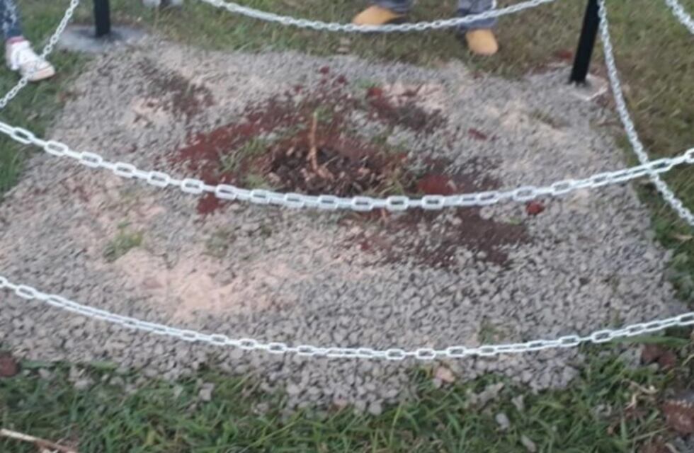 Vándalos cortaron el clon del Sarandí Histórico plantado en Cerro Azul