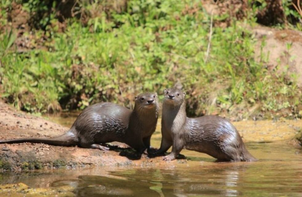 De la selva a la Puna, entre cóndores y yaguaretés: conocé los Parques Nacionales de Salta