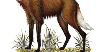 Fauna de vertebrados de Córdoba\u002E