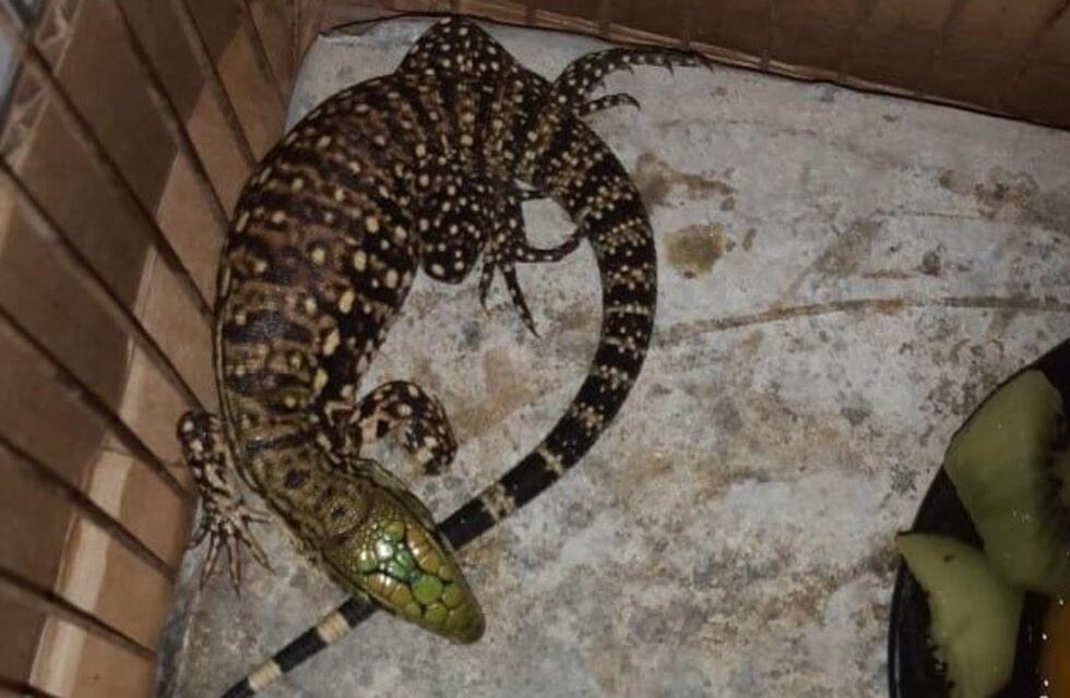 Insólito: fue a retirar una encomienda y descubrieron que adentro había un lagarto overo