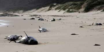 (Photo by Handout / PARKS VICTORIA / AFP)