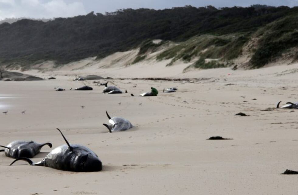 Otras 28 ballenas murieron al quedar varadas, esta vez en el sur de Australia