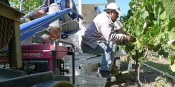 La máquina que transporta cuatro obreros sentados, dos para cada lado de la hilera, cuenta con bandejas donde queda depositada la uva cortada\u002E