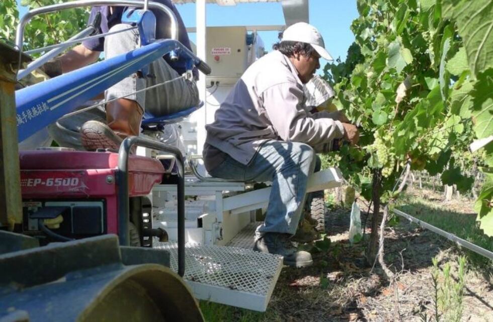Un invento mendocino para la cosecha asistida de la vid