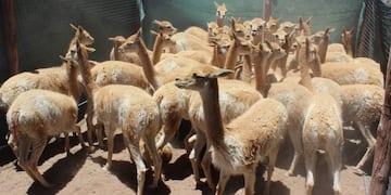Esquila sustentable de vicuñas en silvestria, en Jujuy