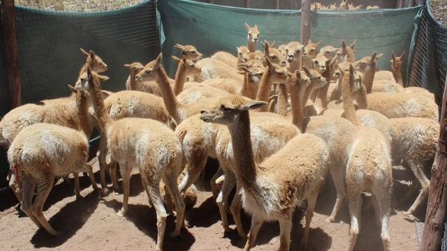 Esquila sustentable de vicuñas en silvestria, en Jujuy