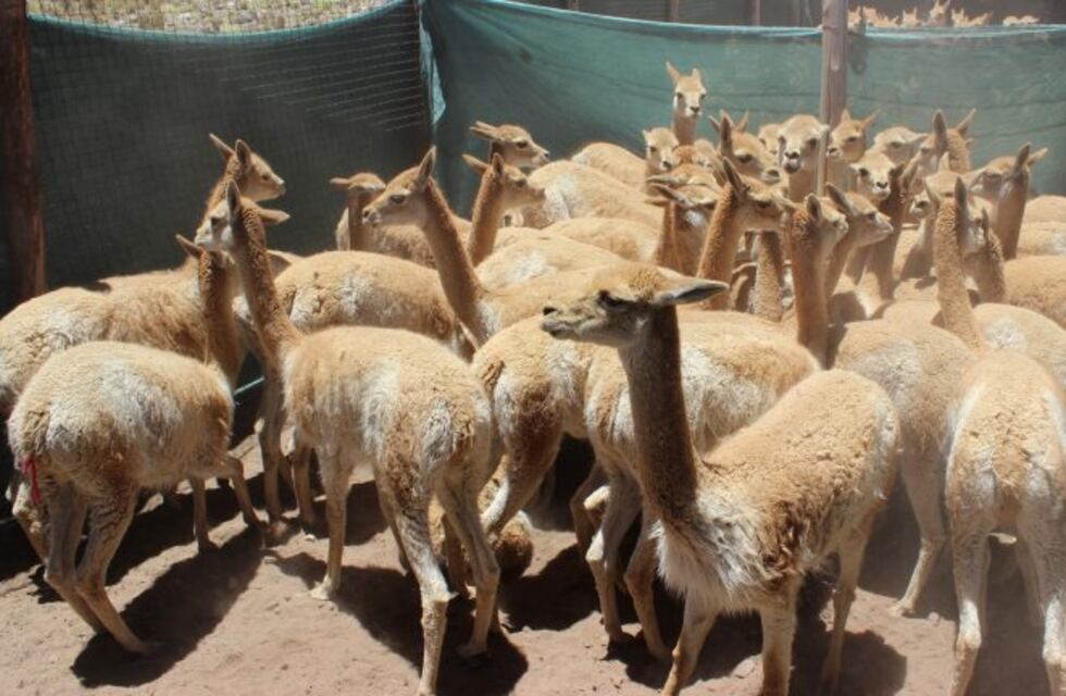 Diagraman temporada de esquila sustentable de vicuñas en Jujuy