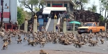 Monos pelean "a muerte" en las calles de Tailandia debido a la falta de turistas que los alimenten