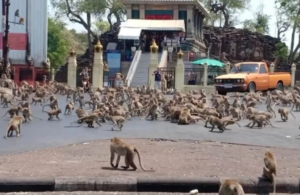 Monos pelean "a muerte" en las calles de Tailandia debido a la falta de turistas que los alimenten