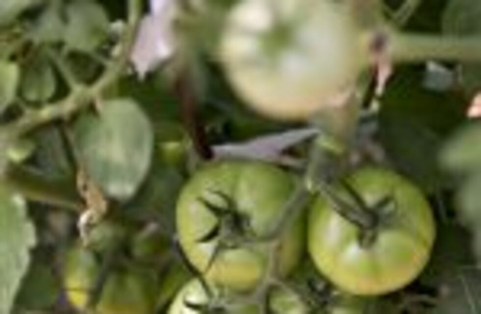 Un estudio reveló que las plantas modifican su perfume para atraer insectos "guardaespaldas"