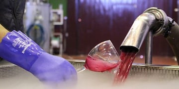 Elaboración de vino