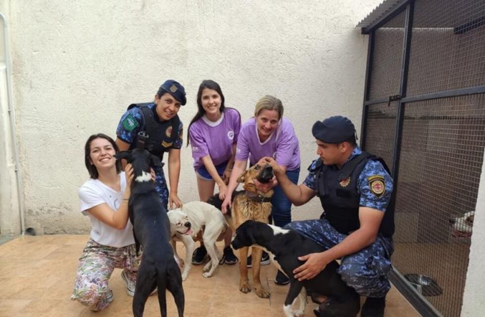 Sin agua ni comida: Fundación ADMA recibió a cuatro perros que fueron abandonados en Córdoba