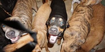 Chella Phillips albergó a 97 perros durante el huracán Dorian (Facebook)