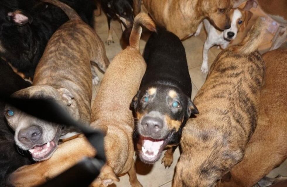 Estados Unidos: una mujer albergó a 97 perros en su casa para protegerlos del huracán Dorian