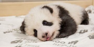 Oso panda Berlin
(Twitter/@zooberlin)