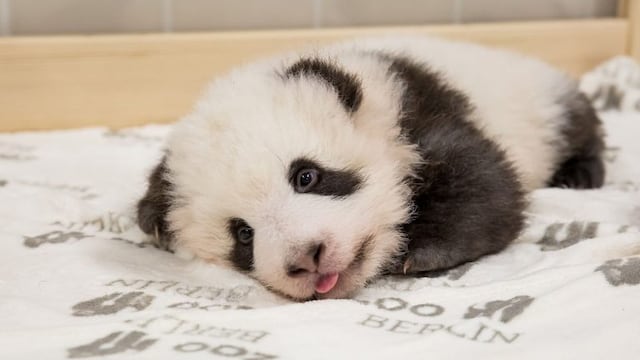 Oso panda Berlin
(Twitter/@zooberlin)