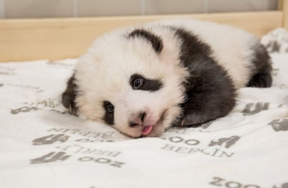 El video del bebé panda aferrándose a su cuidador que enterneció a los usuarios y se volvió viral