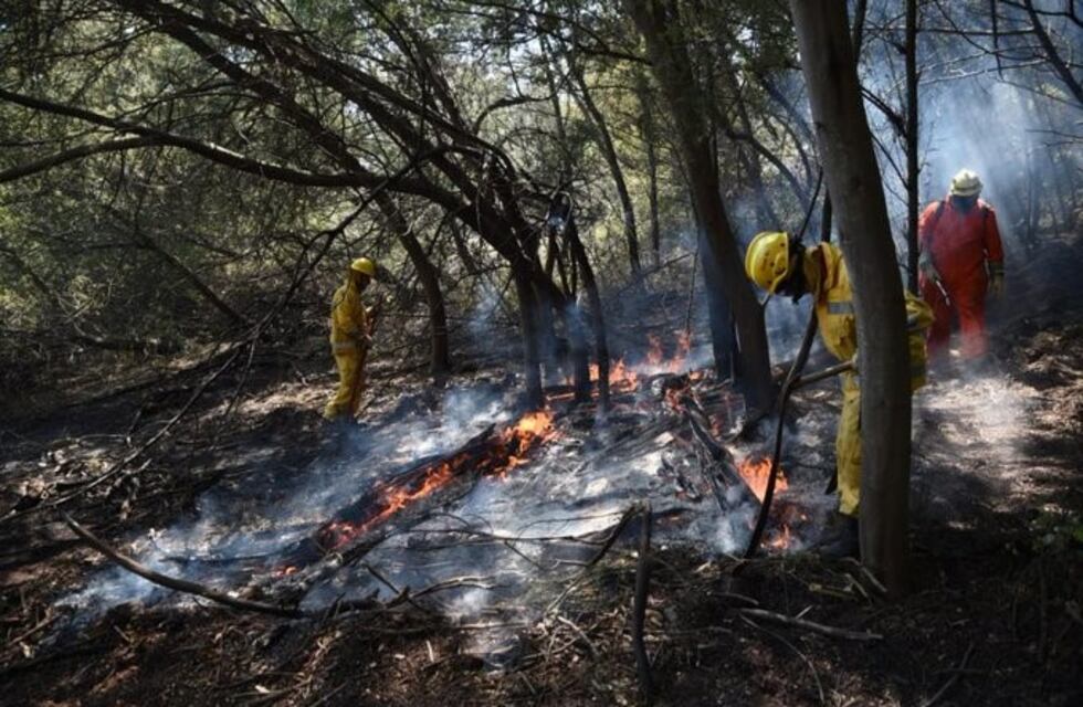 Jóvenes carlospacenses organizan colecta para ayudar a los animales afectados por los incendios