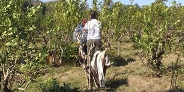 Supervisaron las condiciones laborales de tareferos de la Zona Centro