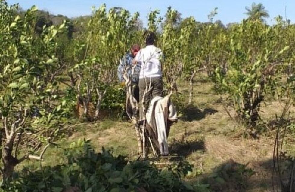 Supervisaron las condiciones laborales de tareferos de la Zona Centro