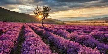 Club de la lavanda