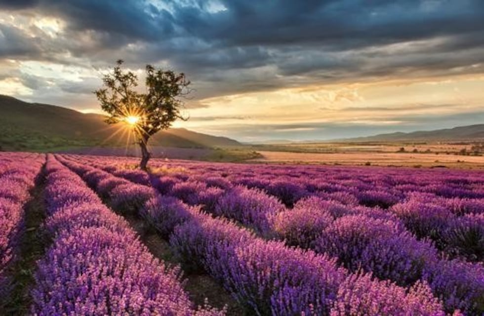 El Club de la Lavanda llega al Festival Cervantino