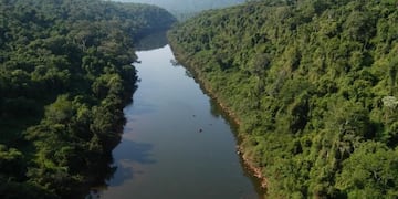 Selva misionera