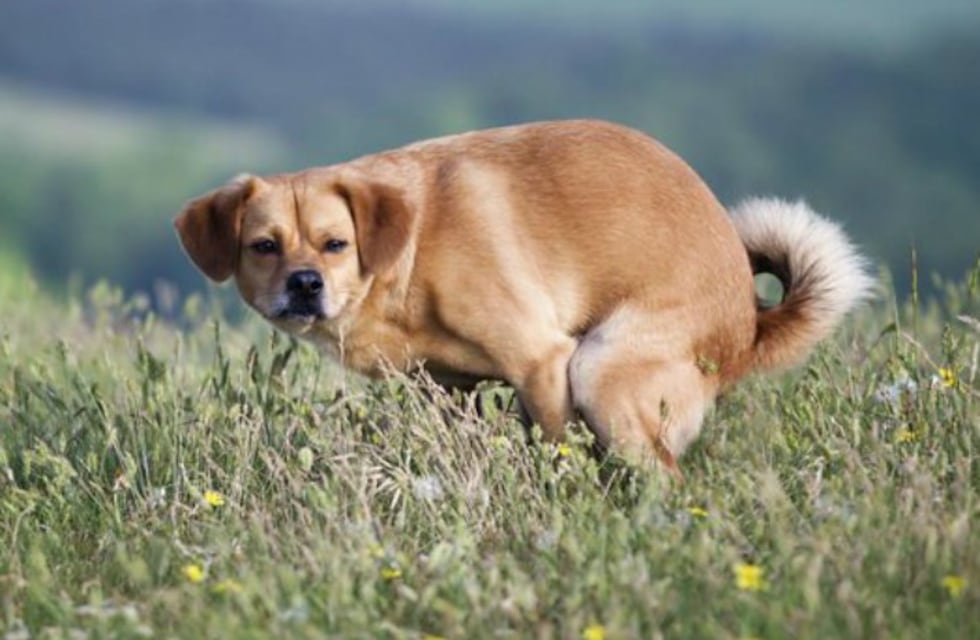 ¿Por qué mi perro me mira fijamente cuando hace caca?