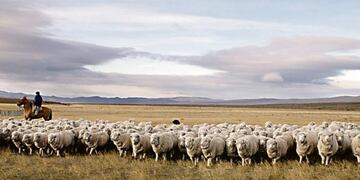 Santa Cruz podría duplicar las exportaciones de carne ovina