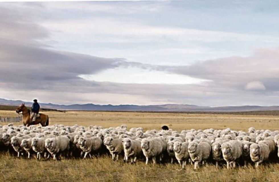 Santa Cruz podría duplicar las exportaciones de carne ovina