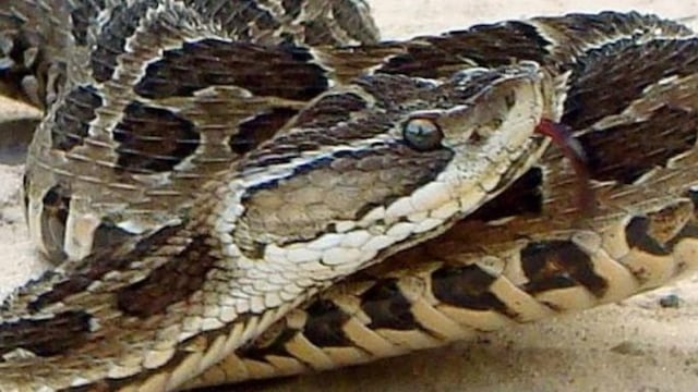 Imagen Ilustrativa\nCredito: Web