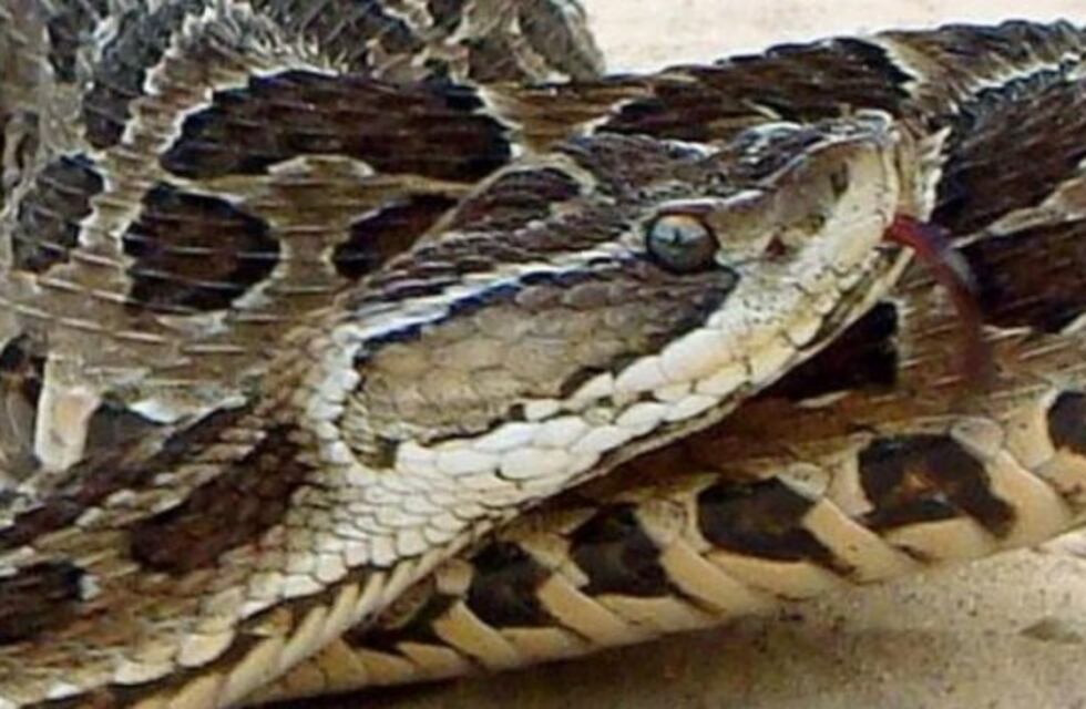 Un niño fue mordido por una Yarará de gran tamaño