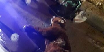 La pareja fue detenida en cercanías al barrio Eva Perón II\u002E