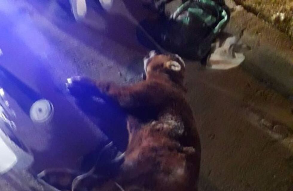 Detuvieron a una pareja que viajaba en moto y llevaba un ternero