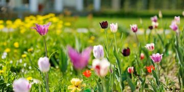 Jardin, Rumbos\u002E (123RF)