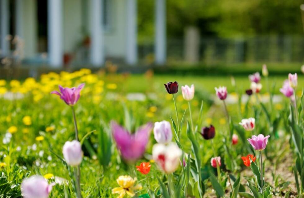 ¿Cómo realizar un atrapamoscas casero?