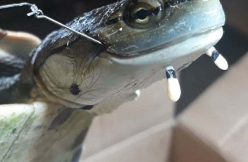 Lamentable: encontraron otra tortuga herida en el Tajamar de Alta Gracia