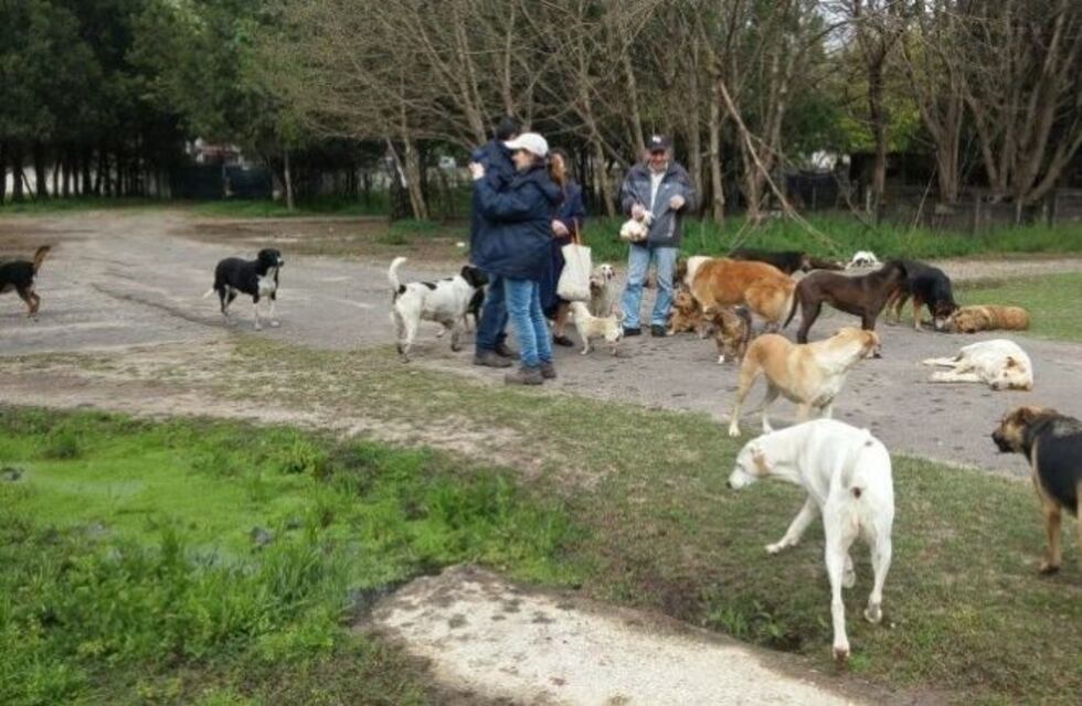 Construirán un hogar para mascotas en San Lorenzo