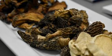 Proyecto regional patagónico de hongos comestibles