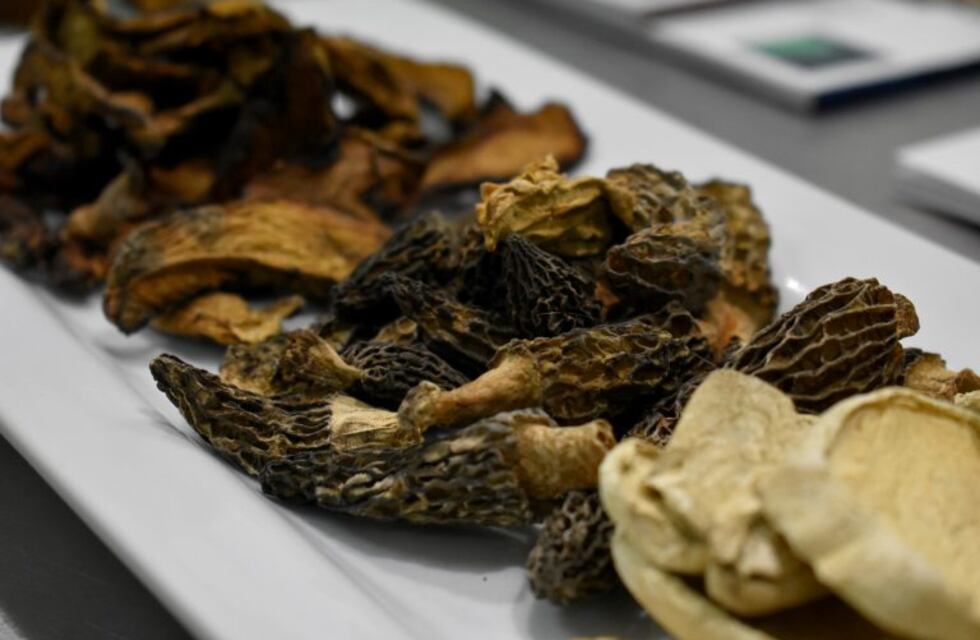 Dio inicio el proyecto regional patagónico de hongos comestibles